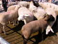 2007_villaz_foire_5.jpg