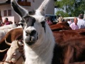 2007_villaz_foire_7.jpg