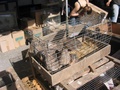 foire_2008_villaz_1.jpg